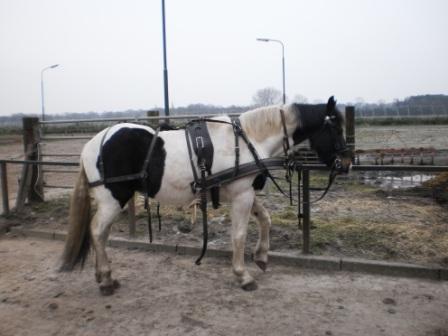 paardensport ad aluwen