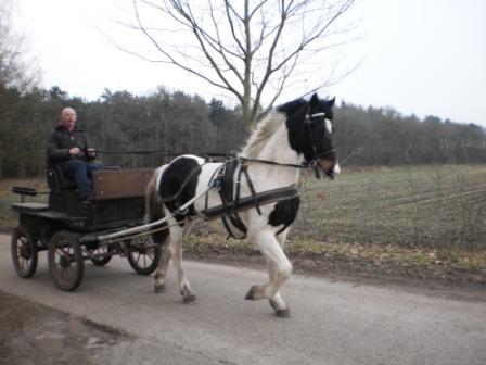 Paardensport ad lauwen