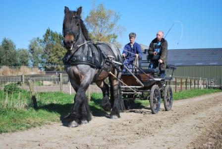 Paardensport ad lauwen