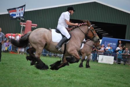 Paardensport Ad Lauwen